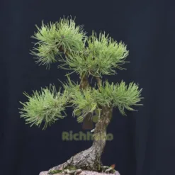 Table Pine Bonsai in Minnesota